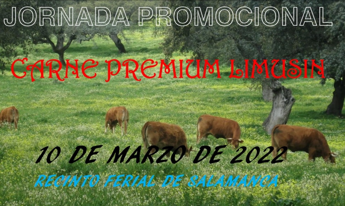 Jornada promoción carne vacuno Raza Limusina
